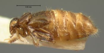 Media type: image;   Entomology 6491 Aspect: habitus lateral view 3